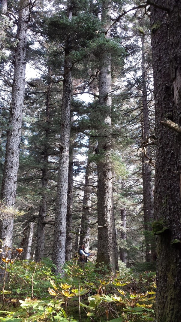 Forestry Indian Affairs